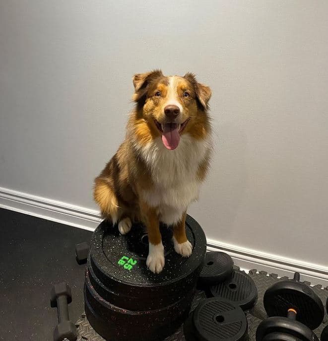 Willa, a australian shepherd