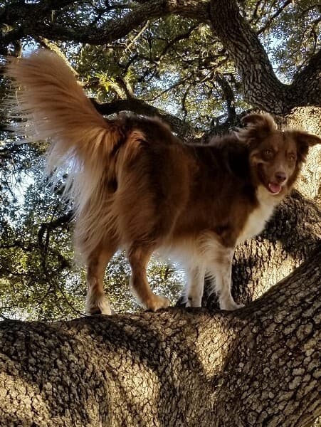 Willa, a australian shepherd