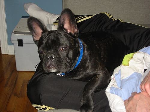 Marigold, a french bulldog