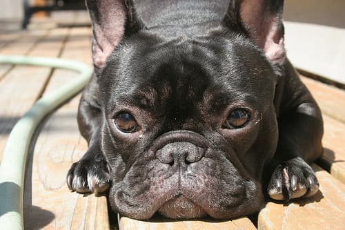 Bartholomew, a french bulldog