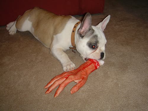 Marigold, a french bulldog