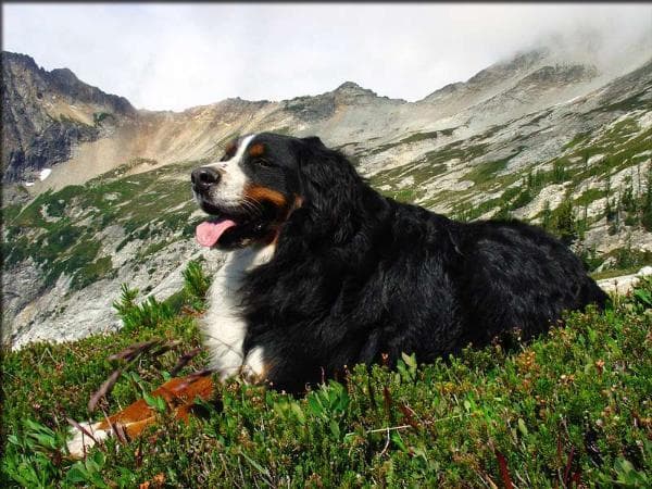 Sequoia, a bernese mountain dog