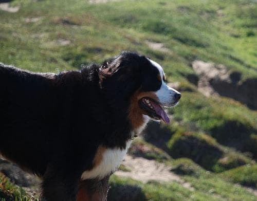 Gus, a bernese mountain dog
