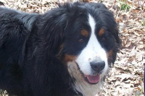 Gus, a bernese mountain dog