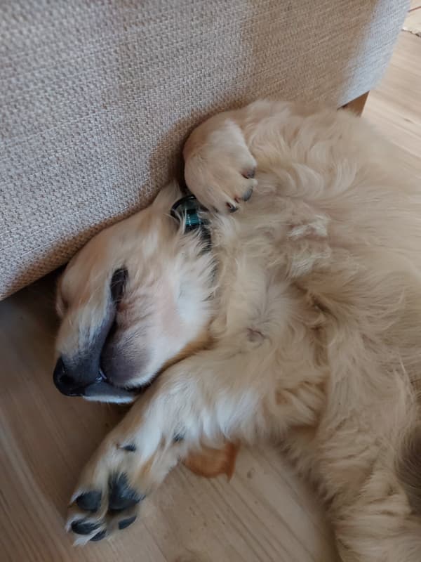 Hollis, a golden retriever