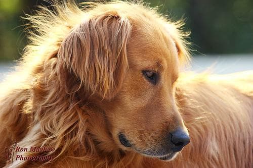 Poppy, a goldendoodle