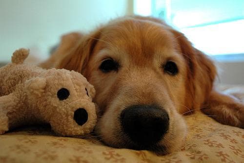 Poppy, a goldendoodle