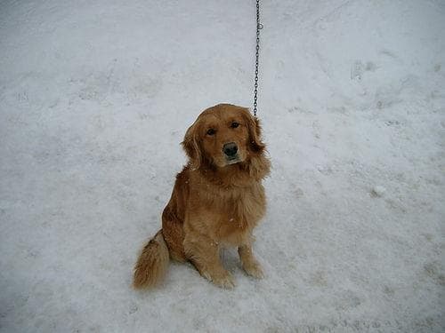 Clementine, a golden retriever