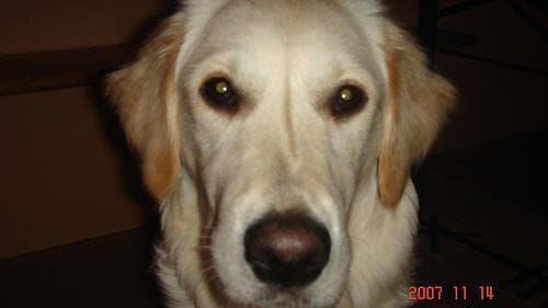 Hollis, a golden retriever