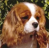 Juniper, a cavalier king charles spaniel